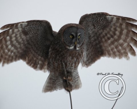 GreatGrayOwl_IMG_0769_10x8