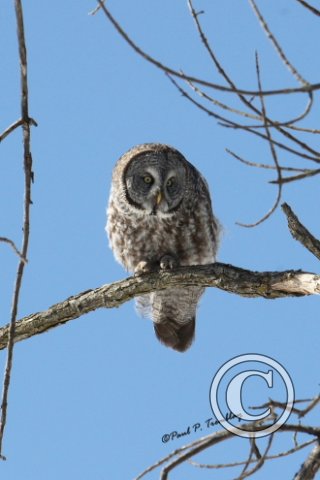 GreatGrayOwl_IMG_1067 8x10