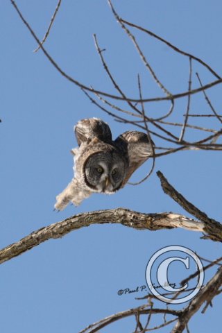 GreatGrayOwl_IMG_1068 8x10