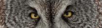 Great Grey Owl