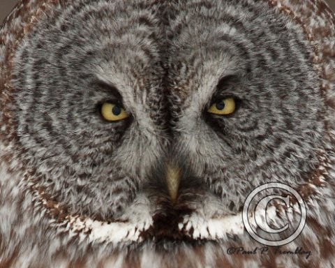 GreatGrayOwl_IMG_1291_8x10_Closeup