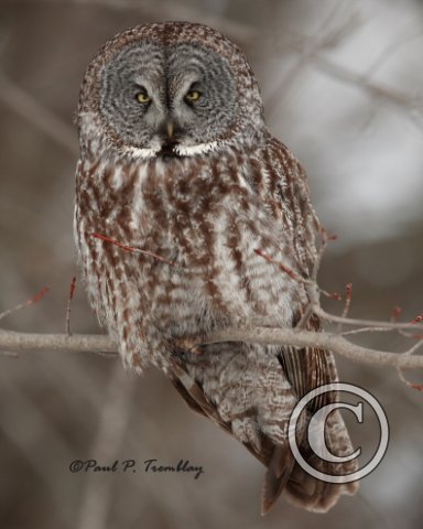 GreatGrayOwl_IMG_1291_8x10