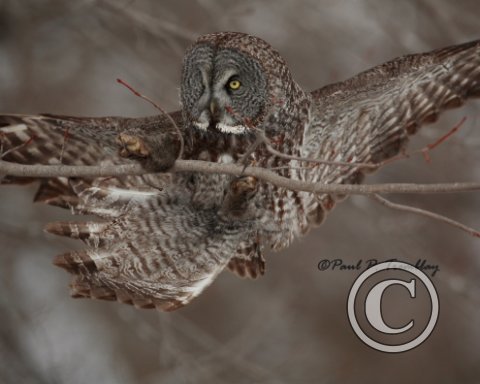 GreatGrayOwl_IMG_1344_10x8