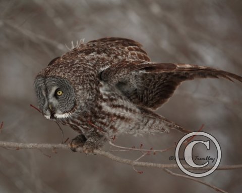 GreatGrayOwl_IMG_1347_10x8