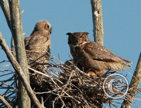 6_JUNE_IMG_1158_Great_Horned_Owl