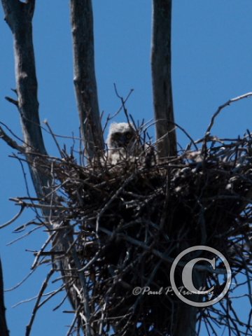 IMG_0352 Young Great Horned Owl©