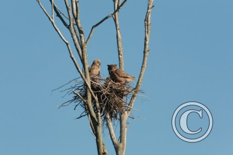 IMG_1158 GreatHorned Owl and Chick