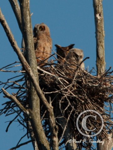 IMG_1166 Great Horned Owl with Young©