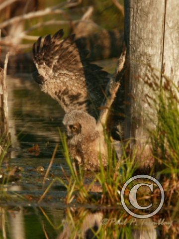 IMG_1312  Young Great Horned Owl in Water©