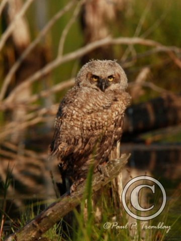 IMG_1331  Young Great Horned Owl Wet©