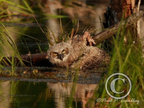 IMG_1357  Young Great Horned Owl in Water©
