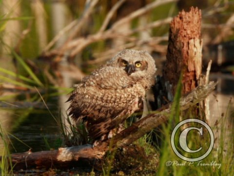 IMG_1358  Young Great Horned Owl Wet©
