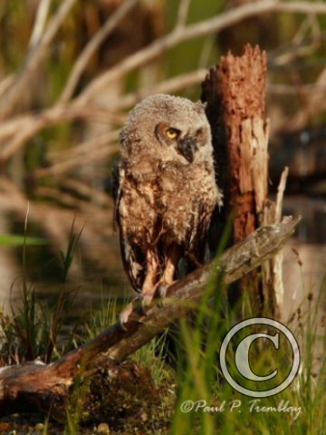 IMG_1398  Young Great Horned Owl Wet©