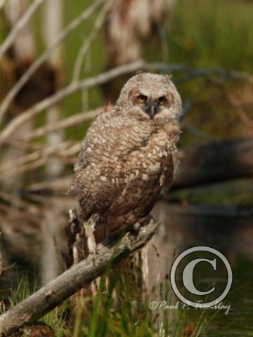 IMG_1516  Young Great Horned Owl©