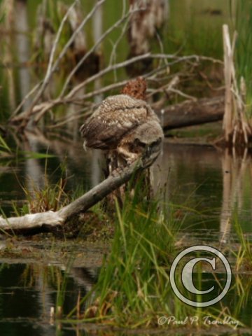 IMG_1554  Young Great Horned Owl©