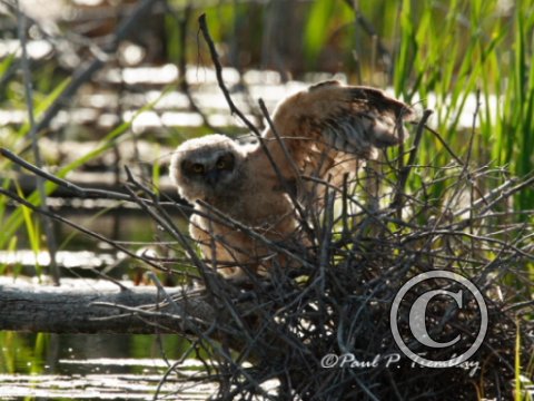 IMG_1690  Young Great Horned Owl Stretching Wing©