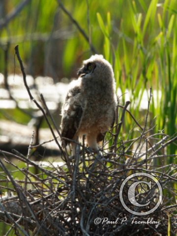 IMG_1715  Young Great Horned Owl Calling©