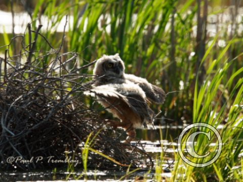 IMG_1765  Young Great Horned Owl Climbing©