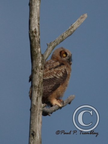 IMG_1935 Young Great Horned Owl Pertched©