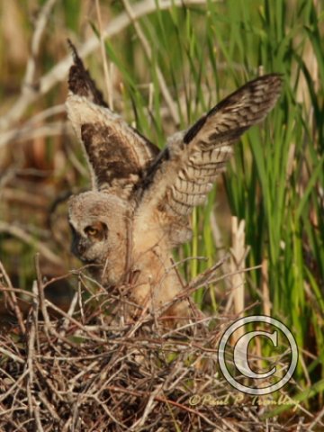 IMG_1951   Young Great Horned Owl©