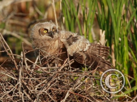 IMG_1955   Young Great Horned Owl Stretching Wing©