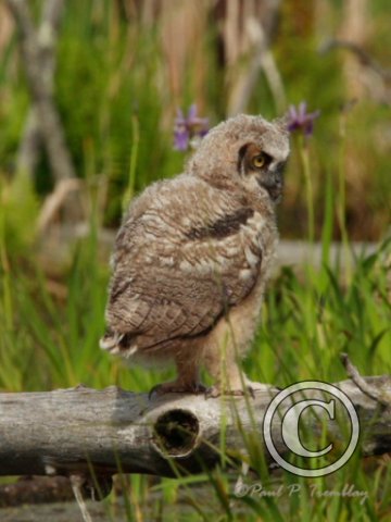 IMG_2055   Young Great Horned Owl Perched©