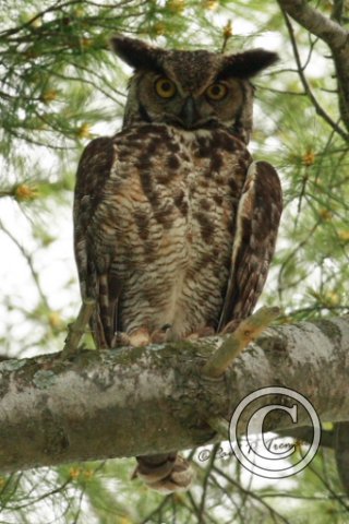 IMG_2345 Adult Great Horned Owl ©