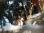 1_JAN_IMG_5267_Boreal Owl