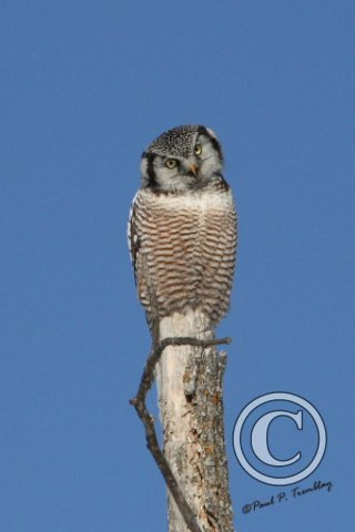 HawkOwl_IMG_1042 12x18