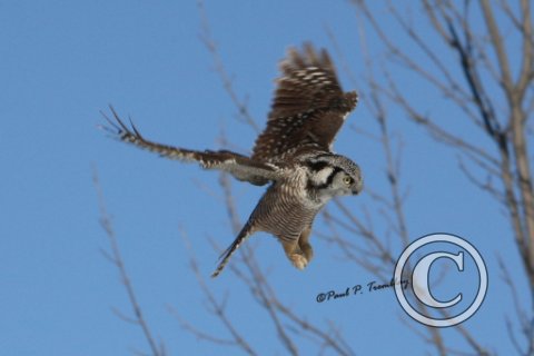 HawkOwl_IMG_1050 12x18