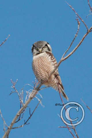 HawkOwl_IMG_9840 12x18