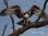 IMG_3808 Young Osprey dining copy