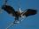IMG_0743 Heron Spreading Wings©