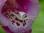 DSC00012 Pink Crab Spider©