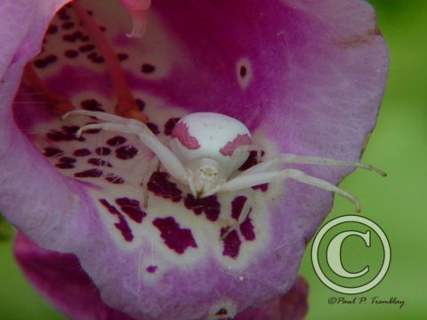 DSC00012 Pink Crab Spider©