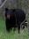 IMG_4521 Black Bear©