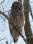 GreatGrayOwl_IMG_0317_8x10