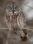 GreatGrayOwl_IMG_1291_8x10