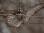GreatGrayOwl_IMG_1344_10x8