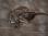 GreatGrayOwl_IMG_1347_10x8