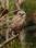 IMG_1516  Young Great Horned Owl©