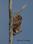 IMG_1935 Young Great Horned Owl Pertched©