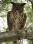 IMG_2345 Adult Great Horned Owl ©