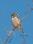 HawkOwl_IMG_9840 12x18